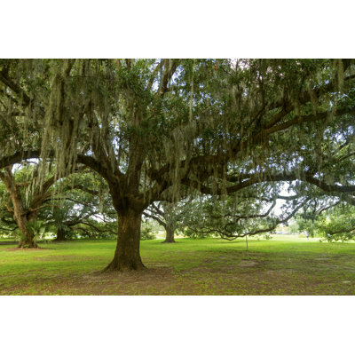 Oak in City Park by Spondylolithesis