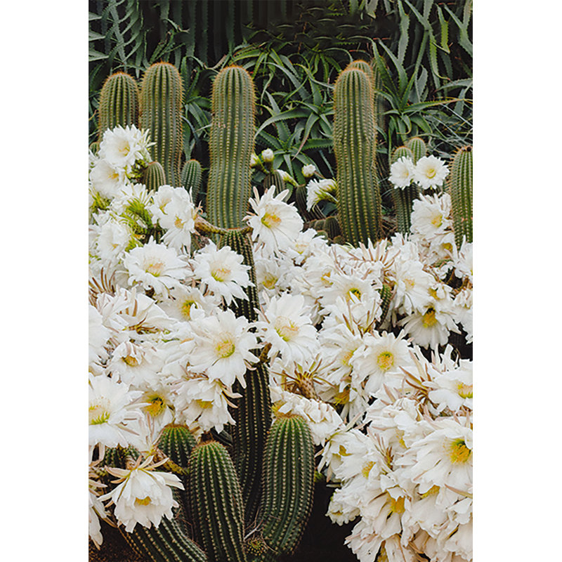 Flower Cactus - Photograph Print, 46 cm H x 30 cm W, Black Floater Framed