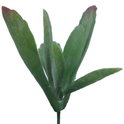 Plante panda Kalanchoe