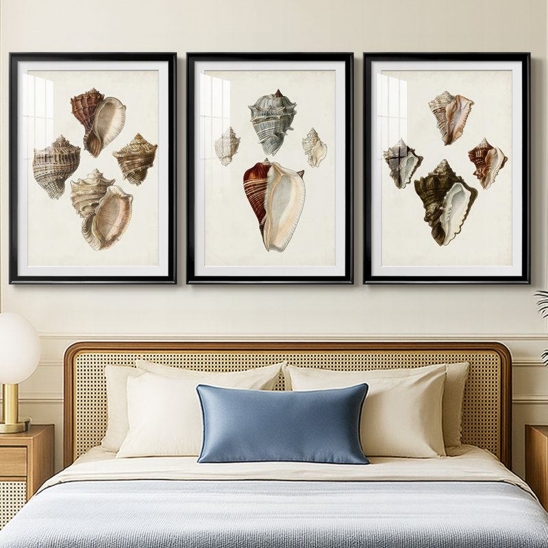 Sowerby Shells I - Impression personnalisée de qualité supérieure avec cadre mat - 3 pièces, Noir, H 21 po x l 30 po