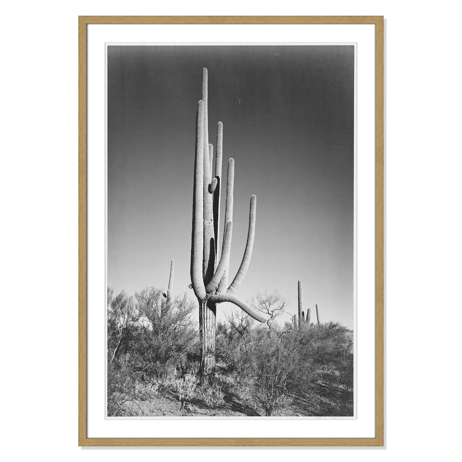 Saguaro National Monument Print by Ansel Adams, 41.5" H x 29.5" W x 0.75" D, Natural