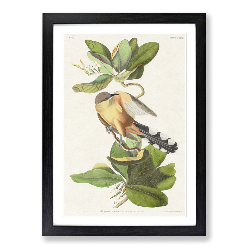 Mangrove Cuckoo by John Audubon - Picture Frame Painting Print, 48cm H x 36cm W x 2cm D, Black Framed