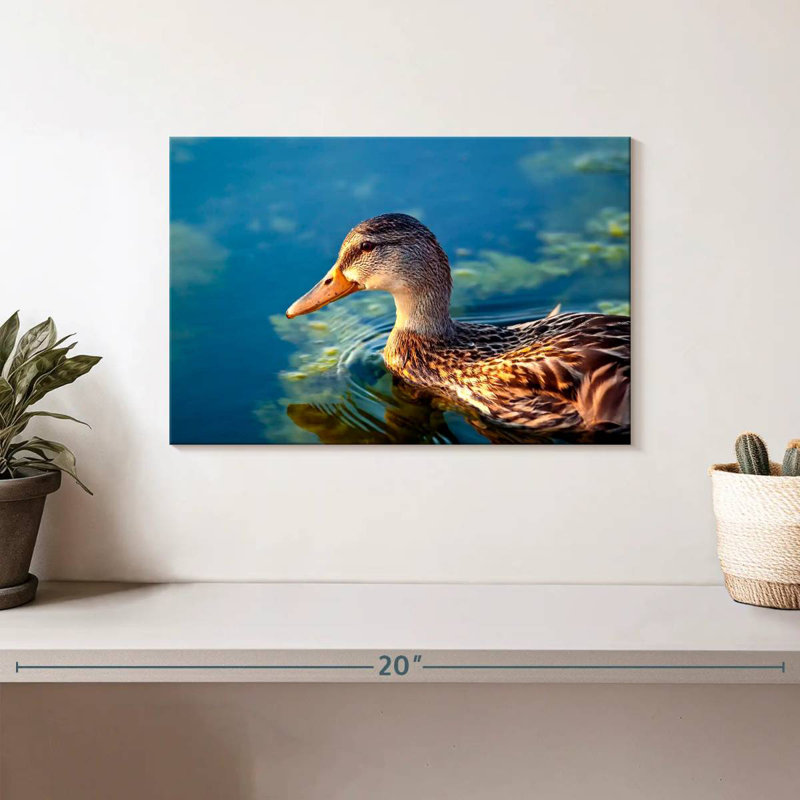 Canard colvert sur l'eau, H 8 po x l 12 po