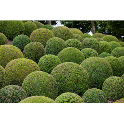 Kiyla Green Garden Balls par - Imprimé