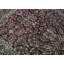 Wool Oriental Area Rug in Rust/Beige/Black