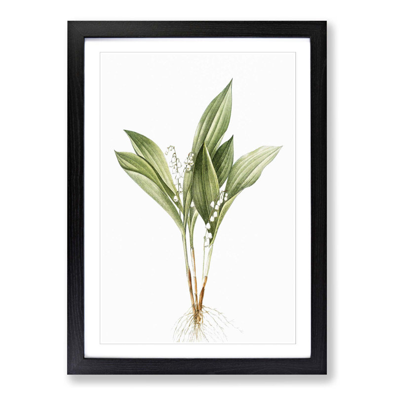 Lily of the Valley by Pierre-Joseph Redoute - Picture Frame Painting Print on MDF, 36cm H x 27cm W x 2cm D, Black Framed