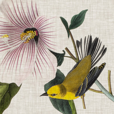 Avian Crop V by John Audubon - Wrapped Canvas Painting