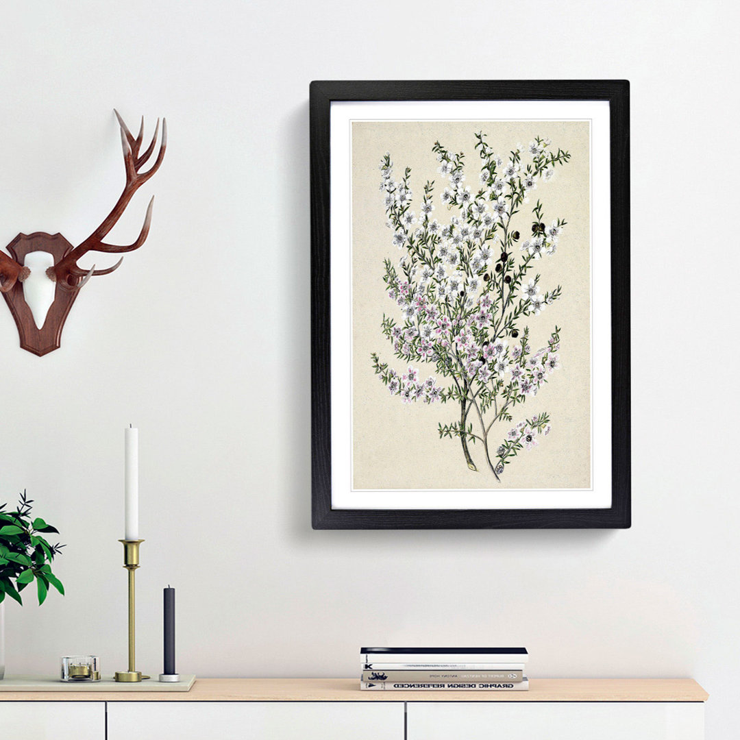 Manuka Flowers by Sarah Featon - Framed Print