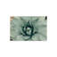 " Mint Succulent I " by Chelsea Victoria-1108063351