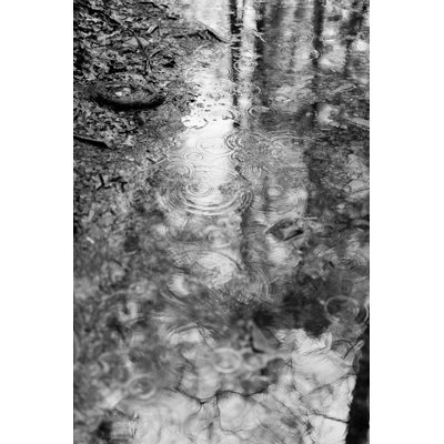 Forest Rain Drops - Photographie sur toile tendue