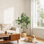 Ficus artificiels d'intérieur, 4 pi de haut ficus artificiel avec jardinière noire et fausse mousse verte, plantes artificielles avec tronc de bois naturel et fruits réalistes pour la décoration de bureau personnel-453720649-453720654