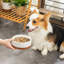 Anti-Skid Pet Bowl-114642039