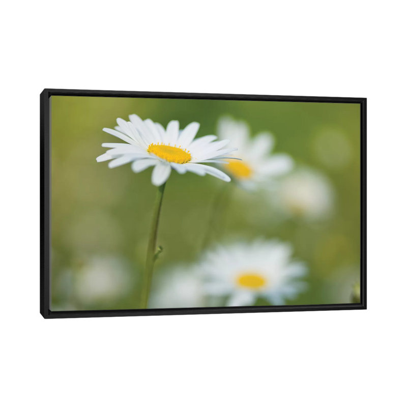 « marguerites », impression sur toile, H 18 po x l 26 po x P 1,5 po, Toile avec cadre noir, Pas de tapis