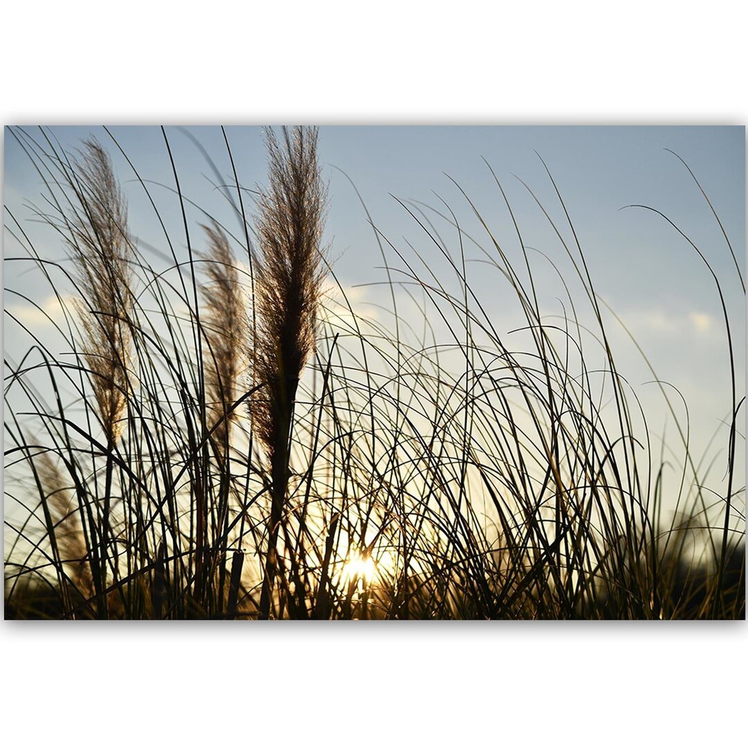 Leinwandbild Schilf in der Sonne