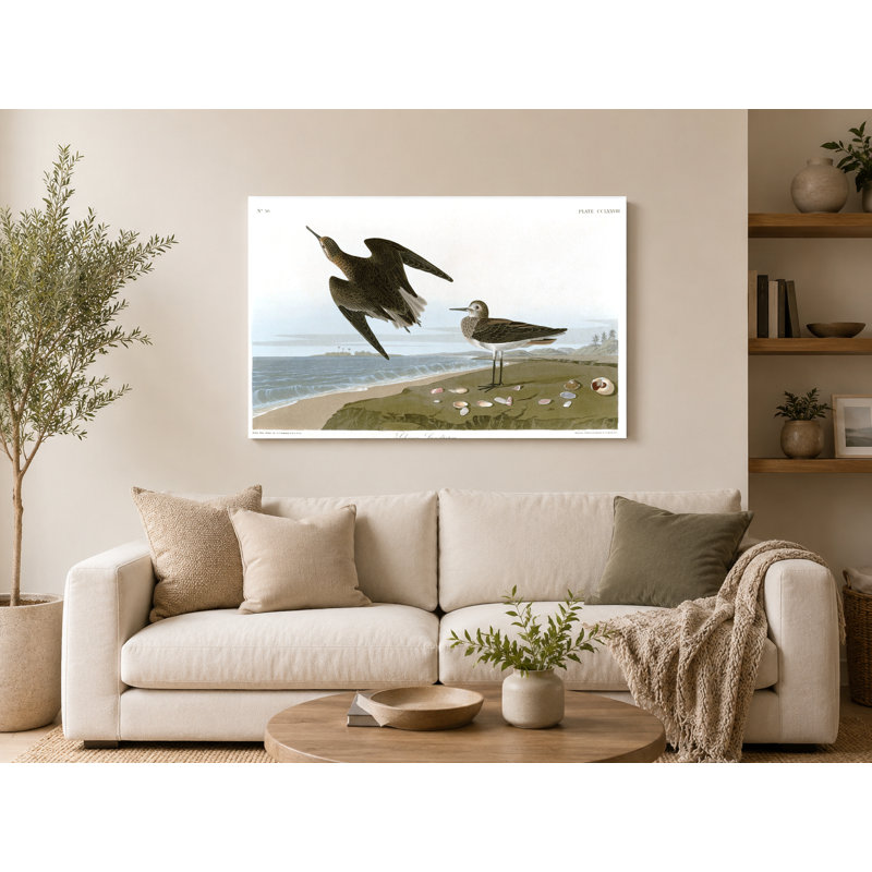 Bécasseau de Schinz, plaque CCLxxviii (1838) - oiseaux, art mural