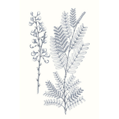 Indigo Botany Study VII