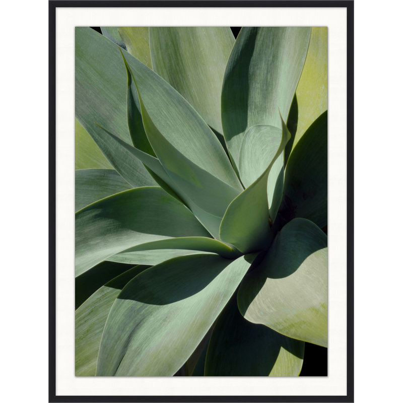 Bold Agave 1 Print by Christopher Kennedy