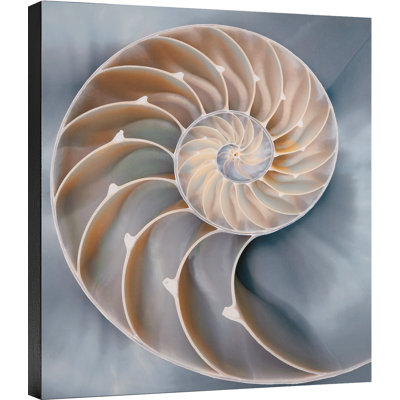 " Nautilus In Blue II "