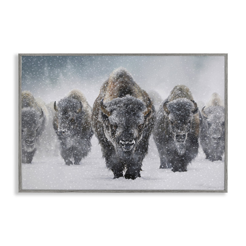 Bison indomptable gris neige, estampe numérique par Mark Kelso, Estampe numérique Farmhouse, H 16 po x l 24 po