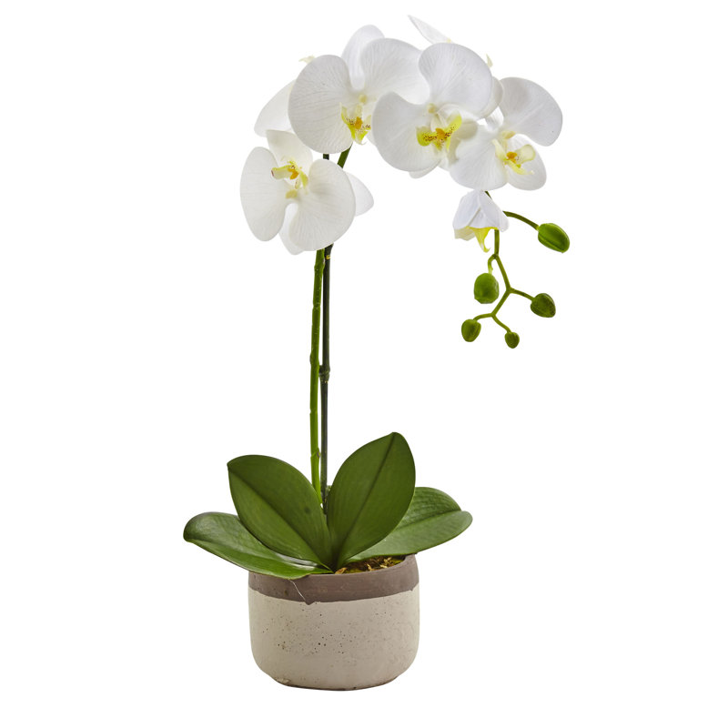 Arrangement floral orchidée phalaenopsis en pot