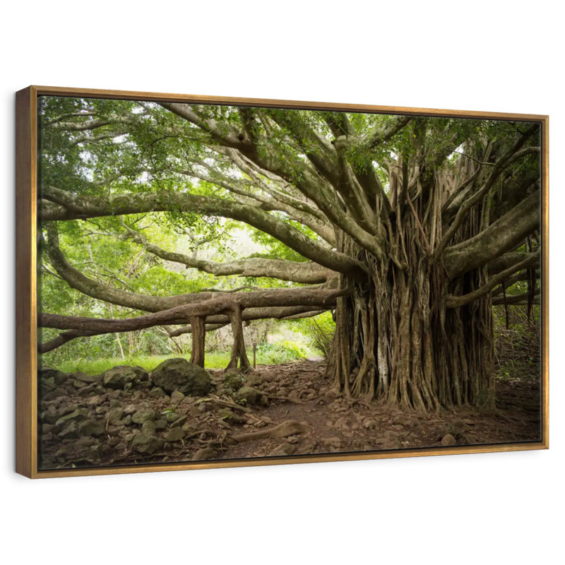 Banyan Tree, Cadre flottant doré, 37 po x 25 po