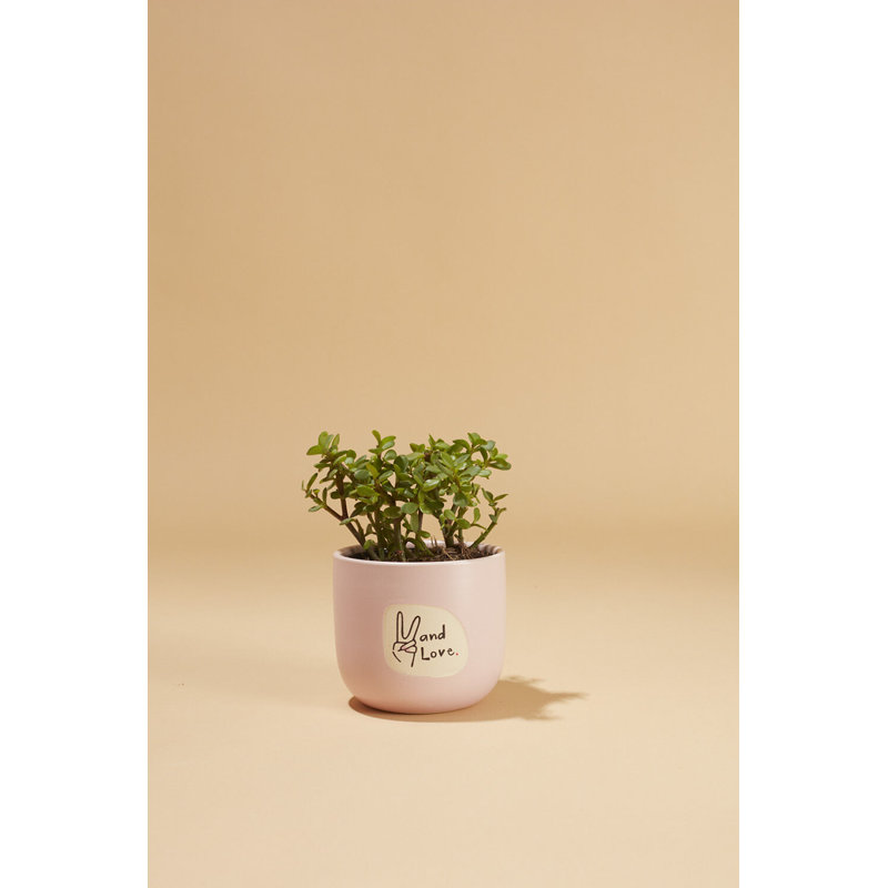 Peace and Love Pot , H 3,5 po x l 4 po x P 4 po