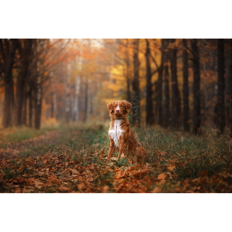 Nova Scotia Duck Tolling Retriever by Anna-av - Wrapped Canvas Print, 30cm H x 46cm W