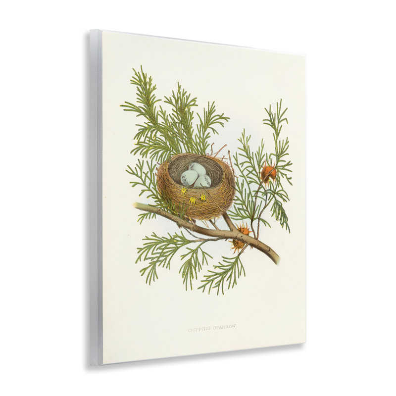  «Forest Bird Nest on Branch» par Tina Higgins Designs, Inc.