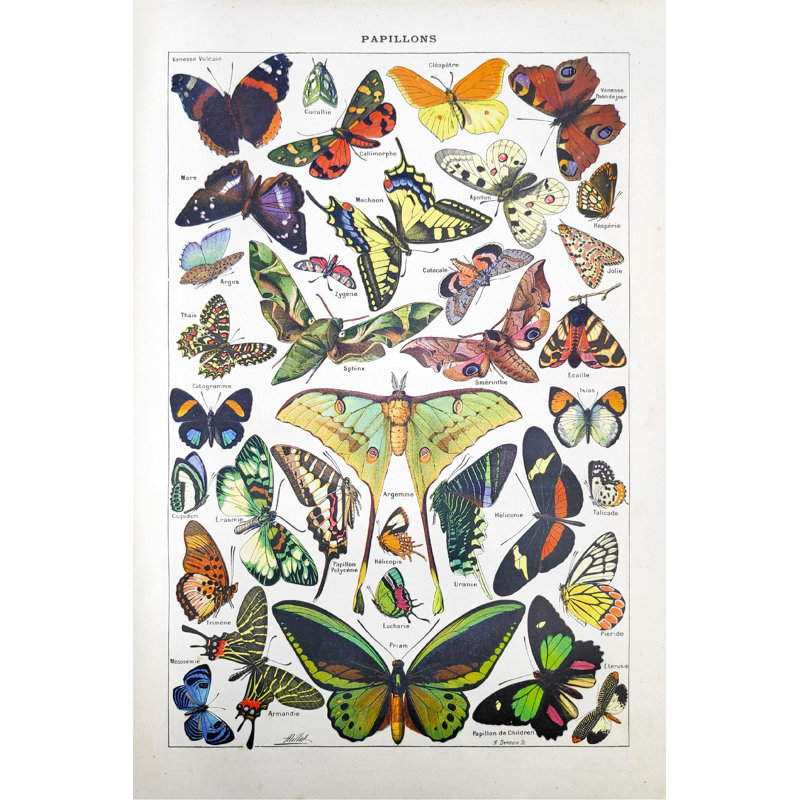 «19th Century Butterflies» par Gwengoat, impression sur toile tendue, H 36 po x l 24 po