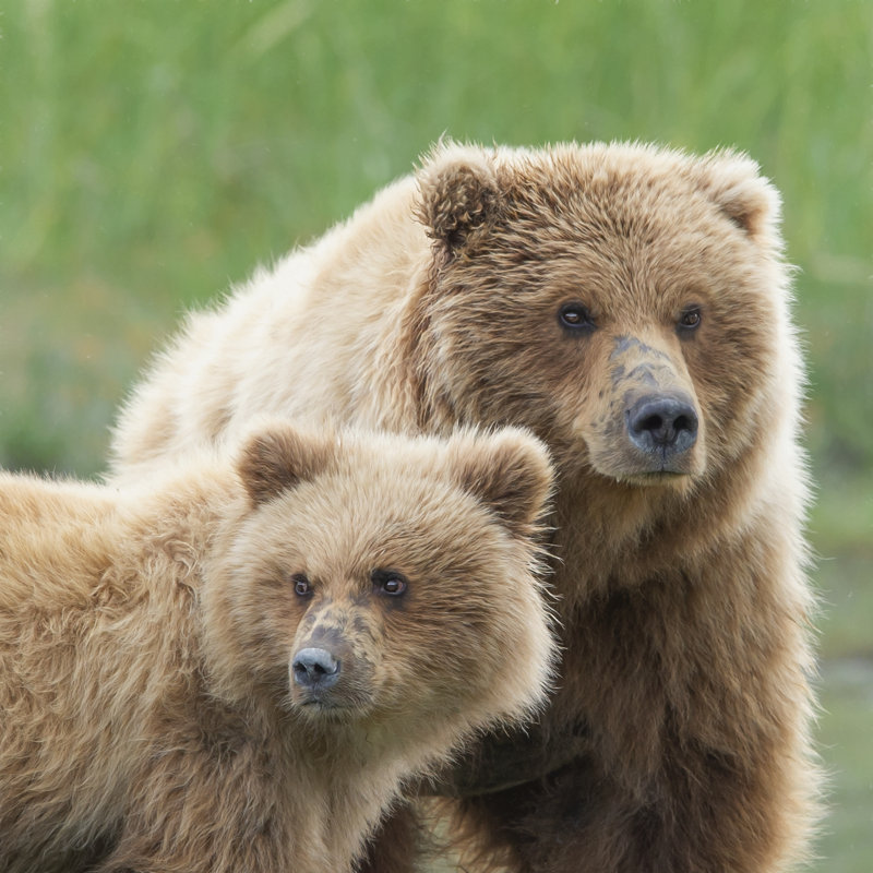 Bear Life III, H 36 po x l 36 po
