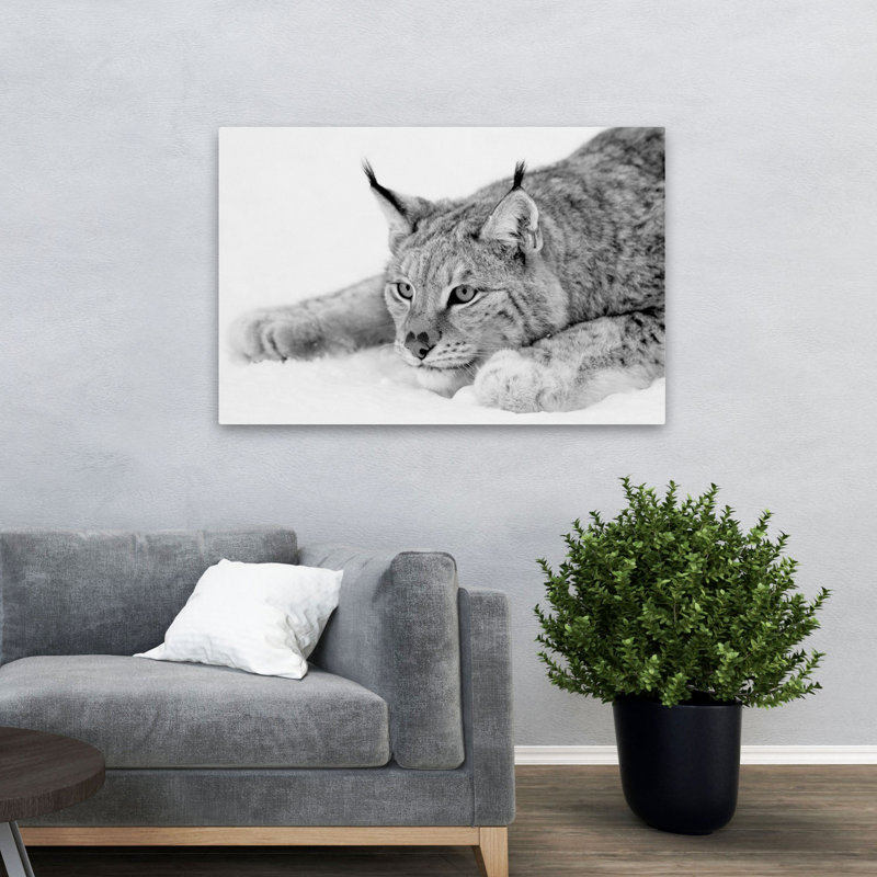 Lynx - photographie, animaux, chats, H 32 po x l 48 po