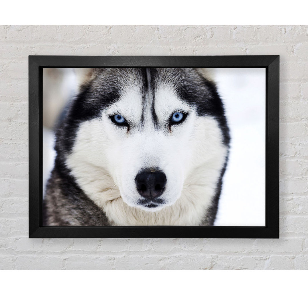 Husky Hund Schnee Gesicht Gerahmter Druck