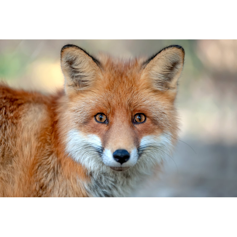Close Fox Portrait by Byrdyak - Wrapped Canvas Print, 20cm H x 30cm W x 3.8cm D