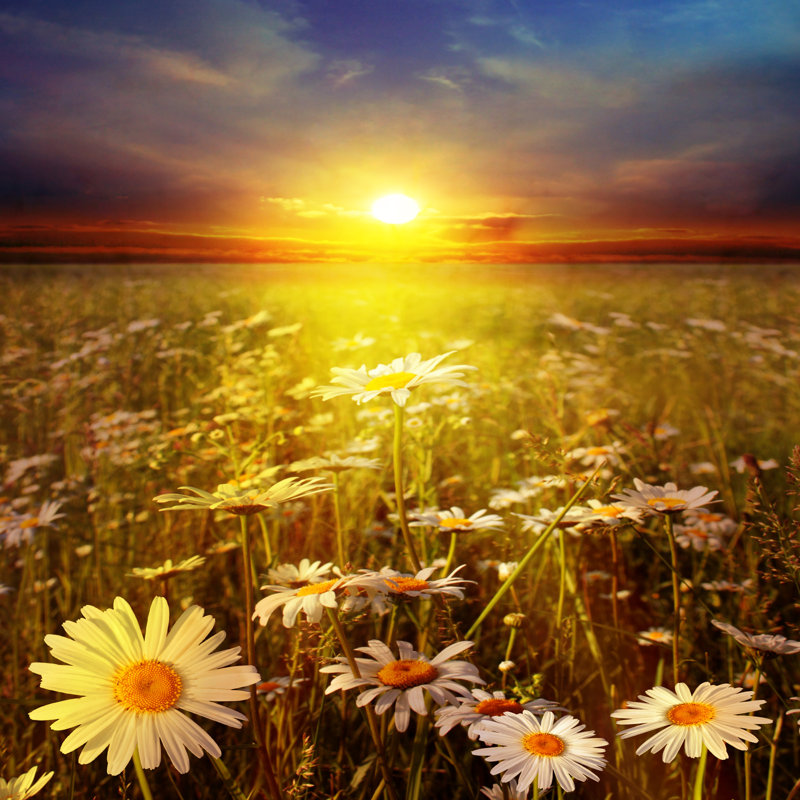 Sunset Over Field - Wrapped Canvas Print, 51cm H x 51cm W