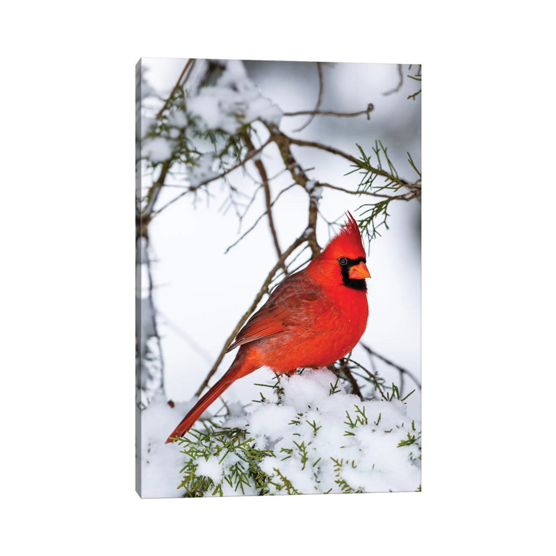 Northern Cardinal  Perching on Snowcapped Juniper Tree Branch, Marion Co., Illinois, USA 1 Piece Wrapped Canvas Wall Art