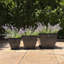 Boîte à fleurs Bramhall-835781448