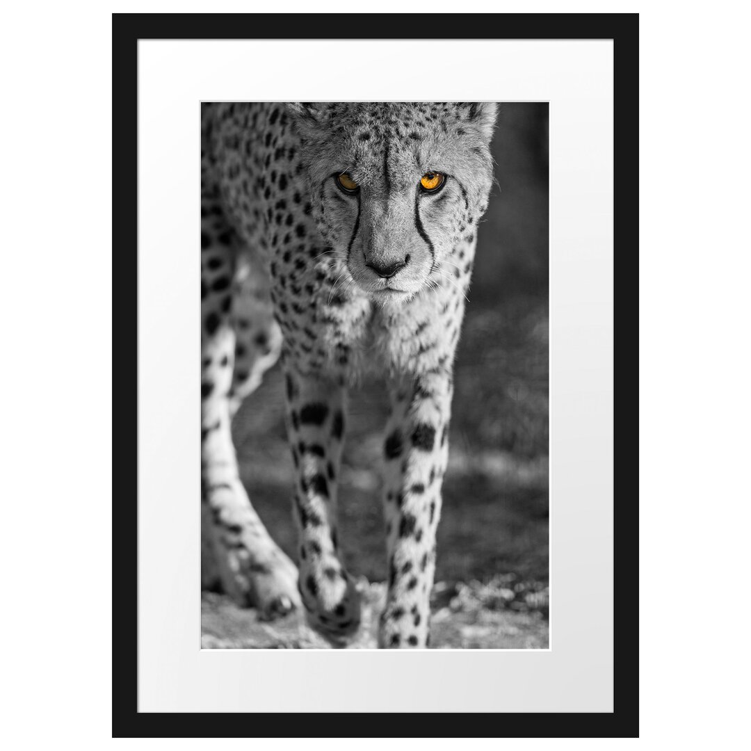 Gerahmtes Poster Anpirschender listiger Gepard