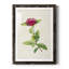 «Pretty Botanicals II», cadre photo-341834860-341834862