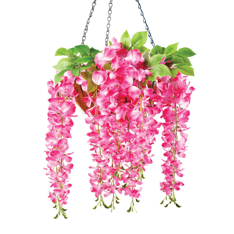 Buissons de glycines en cascade, Rose