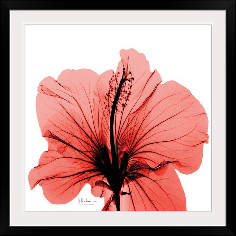 «Manigault», Hibiscus X-Ray par Kiranjit, reproduction de photo, H 38 po x l 38 po x P 1 po, Cadre noir