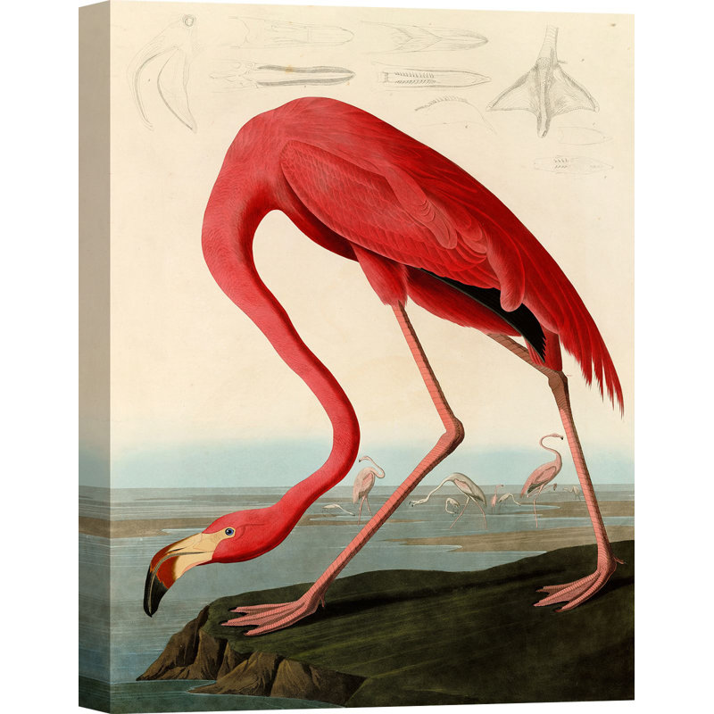 American Red Flamingo by John James Audubon - Wrapped Canvas Painting, 100cm H x 70cm W x 4cm D