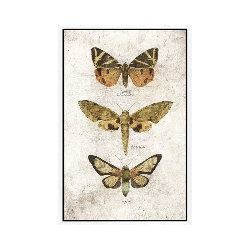 Butterflies VI 1 Piece Wall Art on Canvas, 66.04cm H x 45.72cm W x 3.81cm D, White Framed