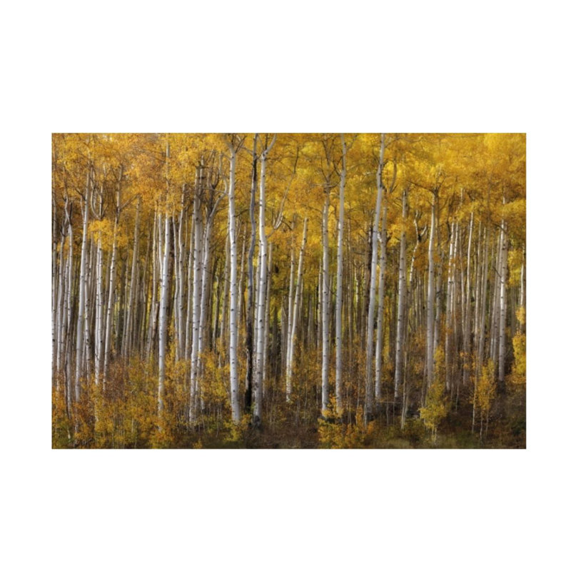 Stand Of Attention Print by Michael Greene, 40" H x 60" W x 1.5" D, Glass Coat