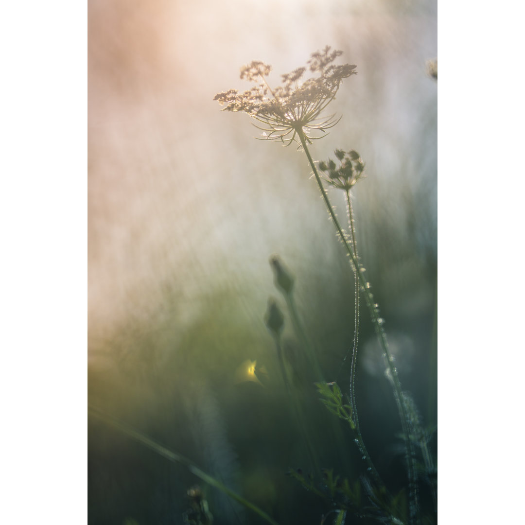 Morgenlicht auf dem Feld von Jeja - Leinwandbild auf Wrapped Canvas