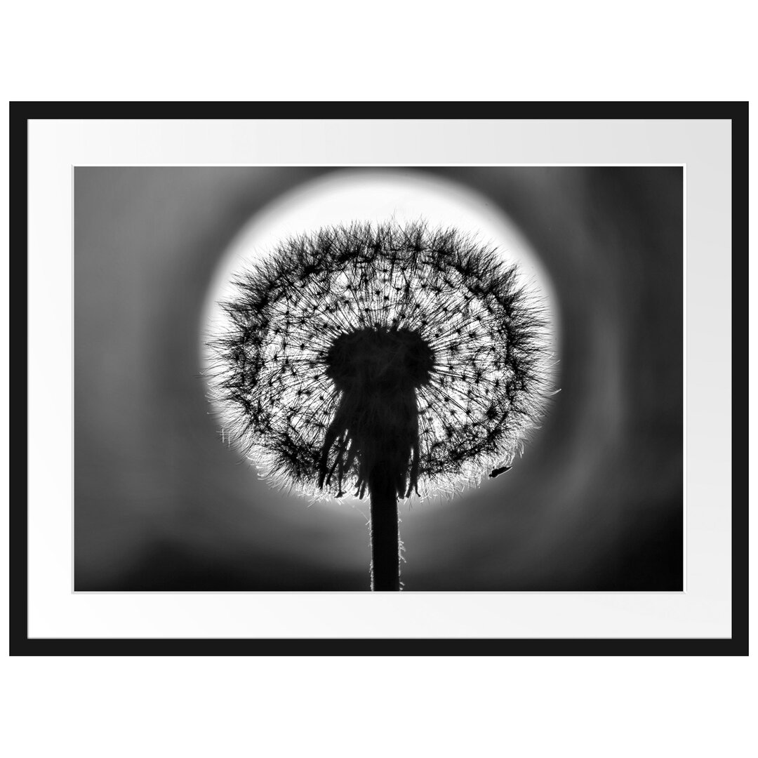 Gerahmtes Poster Pusteblume vor untergehender Sonne