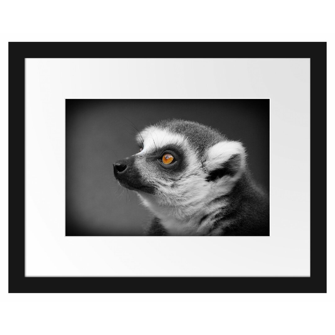 Wunderschöner, wacher Ringelschwanzlemur Gerahmtes Kunstdruck Poster