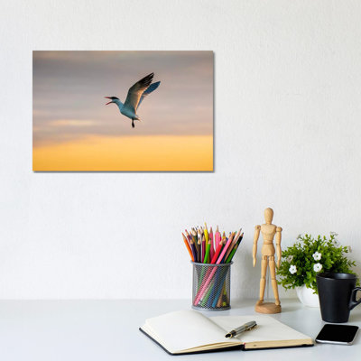 Royal tern (Sterna maxima) calling. 1 Piece Wrapped Canvas Wall Art