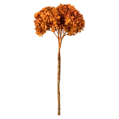 Natural Botanicals 15" Hydrangea with Multiple Branch Segments, Preserved