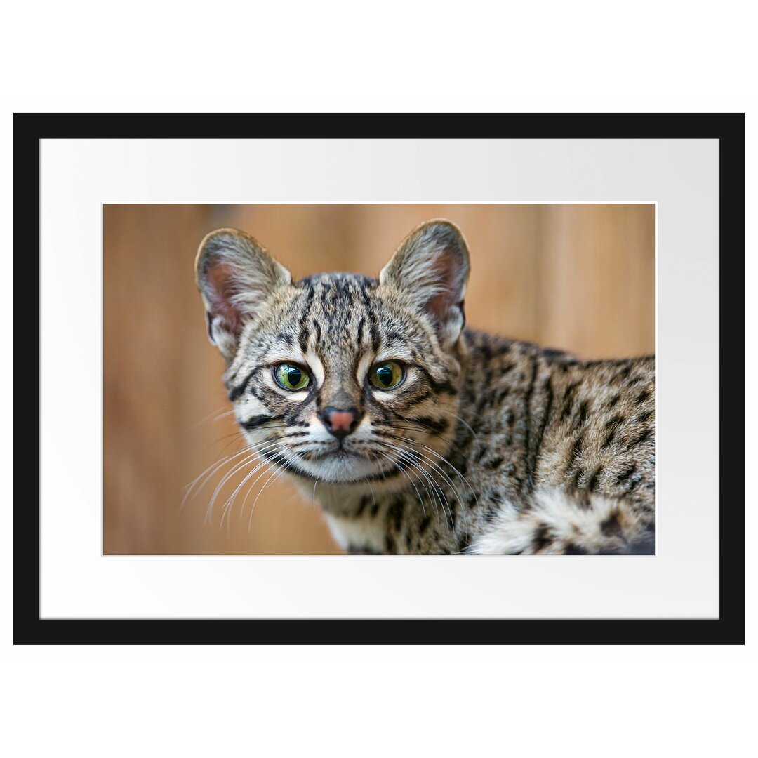 Gerahmtes Poster Kleine Bengalkatze