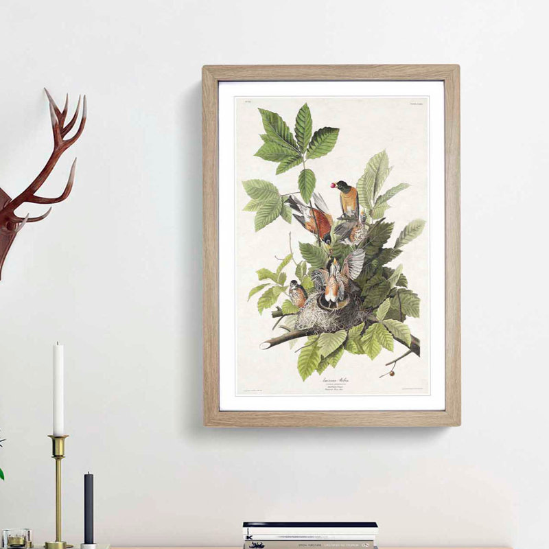 American Robins by John Audubon - 1 Piece Single Picture Frame Painting, 63cm H x 45cm W x 2cm D, Oak Framed